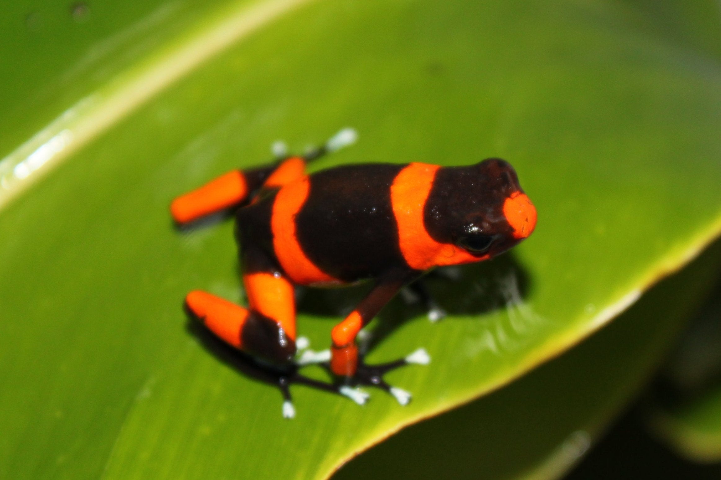 Tesoros Frogs Oophaga lehmanni red