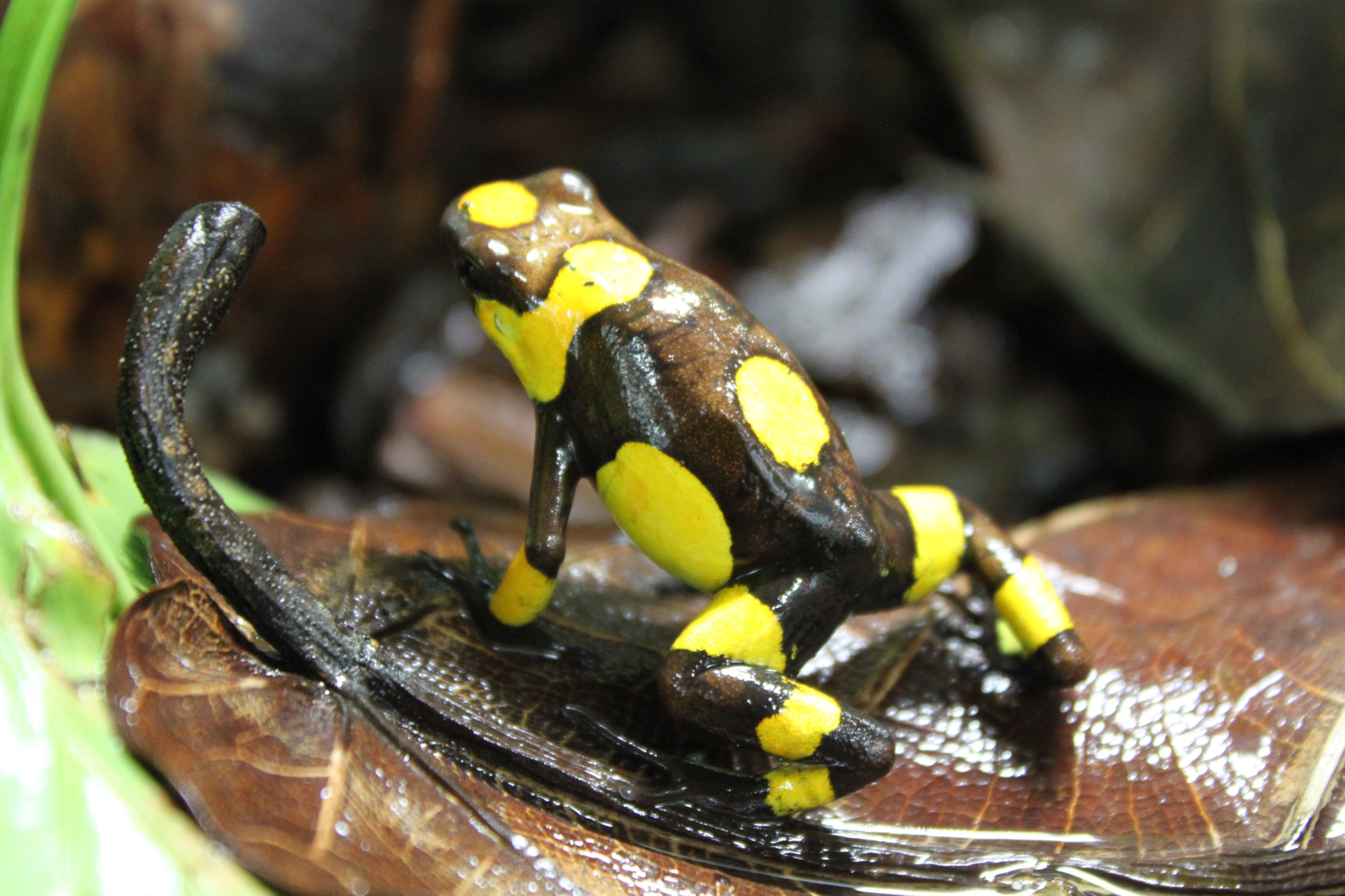 Tesoros Frogs Oophaga histrionica atrato