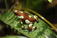 Tesoros Frogs Oophaga histrionica atrato