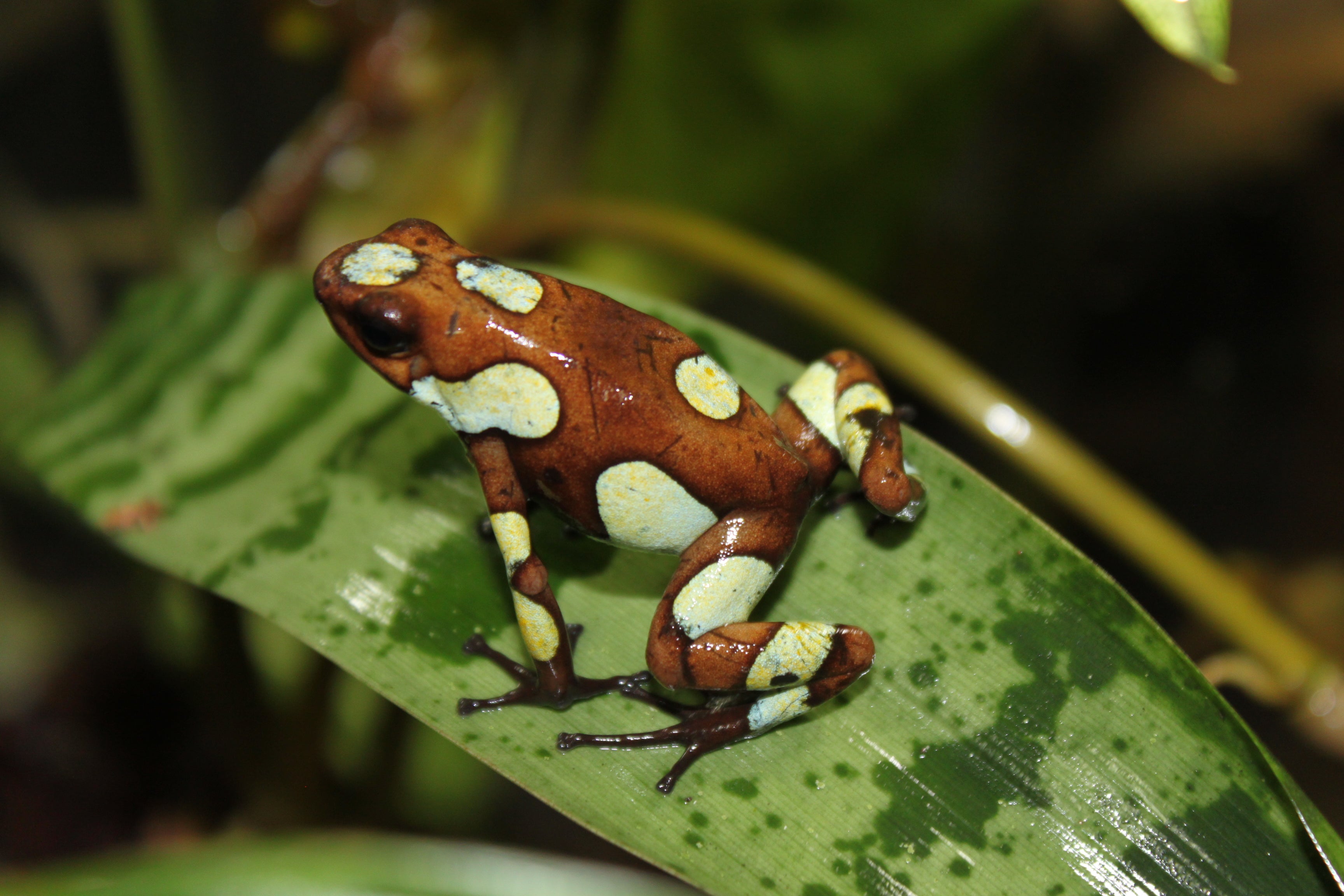 Tesoros Frogs Oophaga histrionica atrato