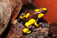 Tesoros Frogs Oophaga histrionica playa de oro