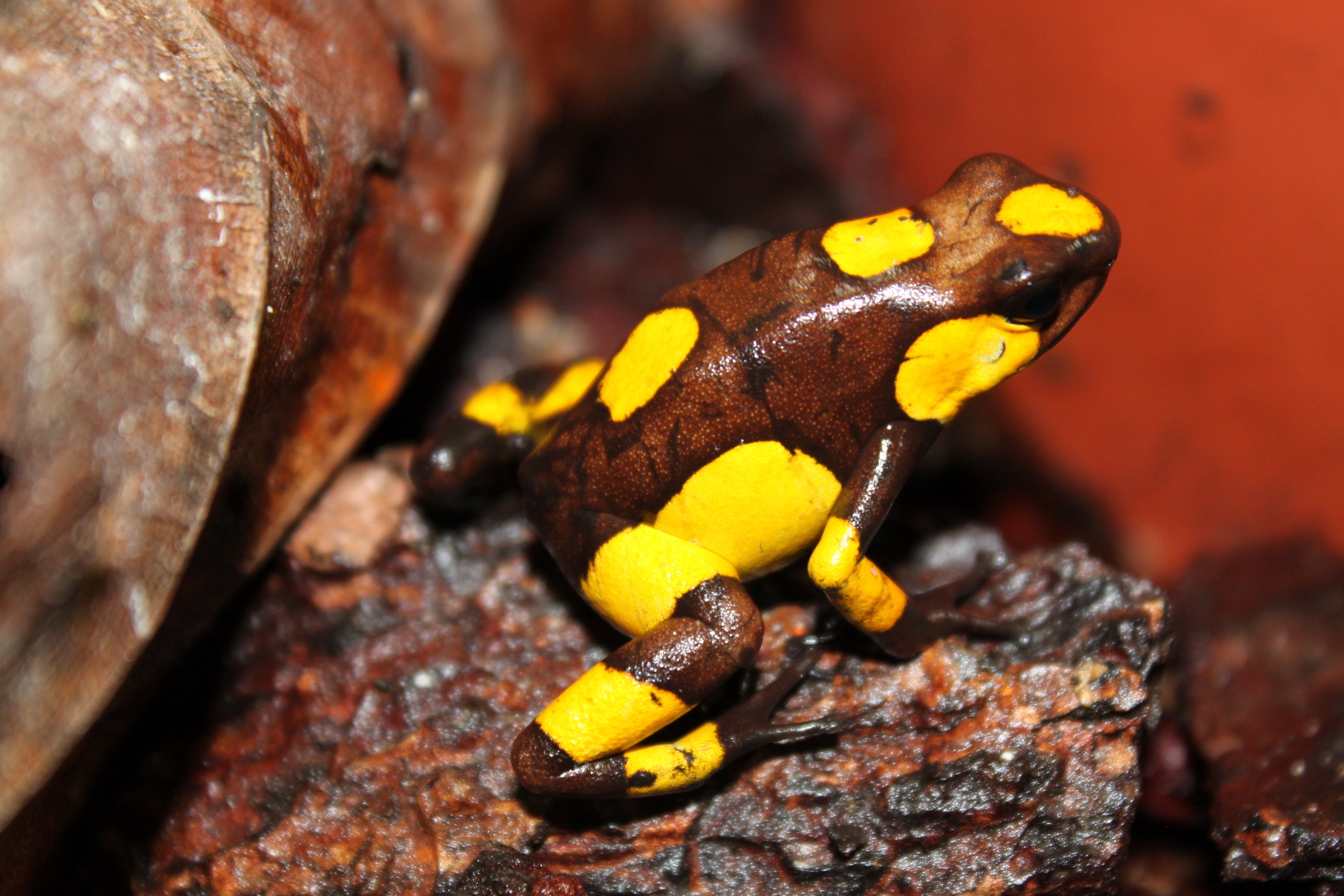 Tesoros Frogs Oophaga histrionica playa de oro