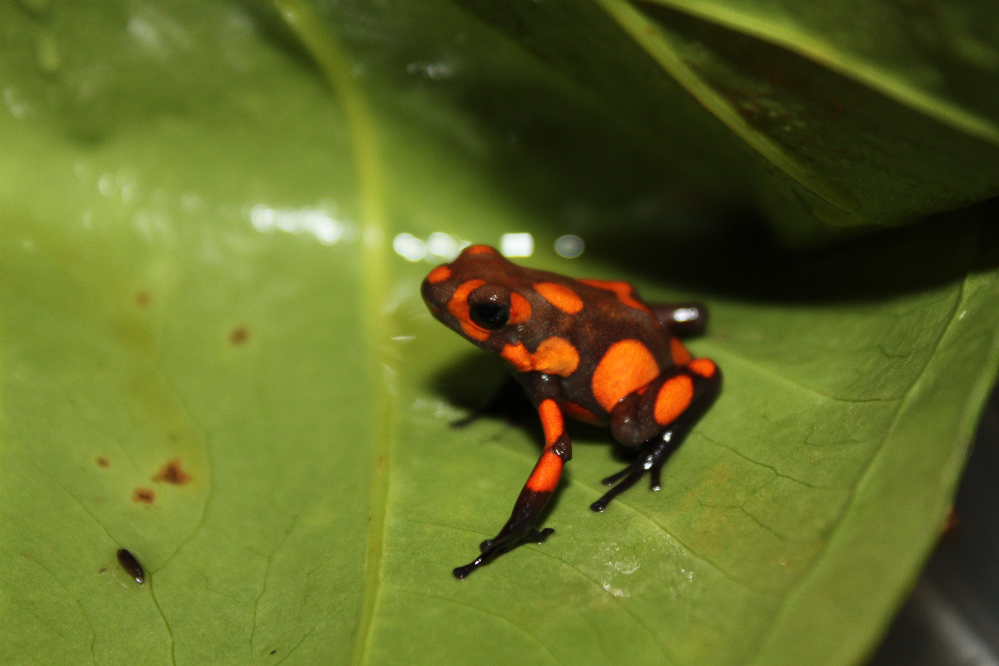 Tesoros Frogs Oophaga histrionica tado
