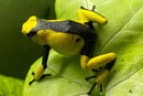 Tesoros Frogs Oophaga histrionica saddleback yellow & Black
