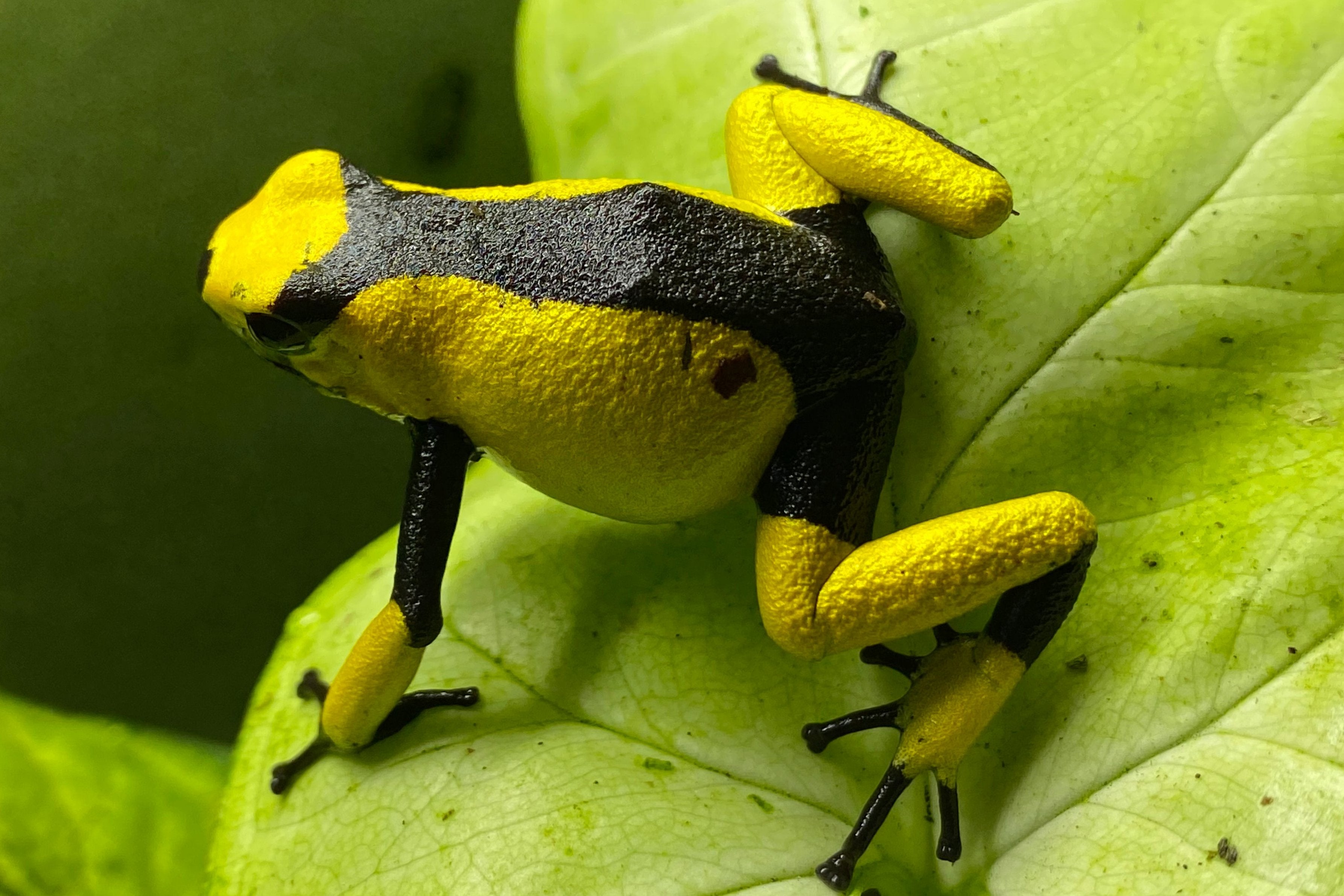 Tesoros Frogs Oophaga histrionica saddleback yellow & Black