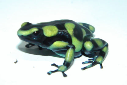 Tesoros Frogs Dendrobates auratus yellow (Capurgana)