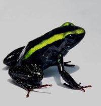 Tesoros Frogs Phyllobates aurotaenia green