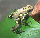 Tesoros Frogs Oophaga histrionica yellow & brown blotched