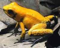 Tesoros Frogs Phyllobates terribilis orange Black foot
