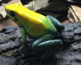 Tesoros Frogs Phyllobates bicolor - uraba