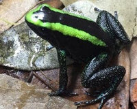 Tesoros Frogs Phyllobates aurotaenia green