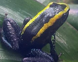 Phyllobates aurotaenia yellow