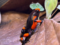 Tesoros Frogs Oophaga histrionica saddleback red & Black