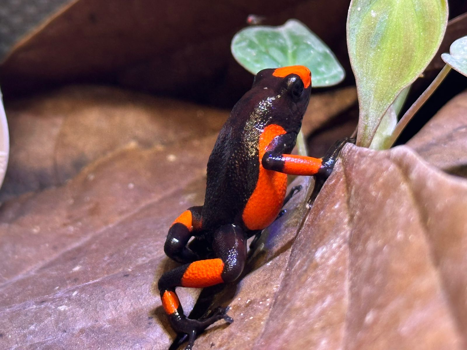 Tesoros Frogs Oophaga histrionica saddleback red & Black