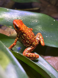 Tesoros Frogs Oophaga histrionica large red head
