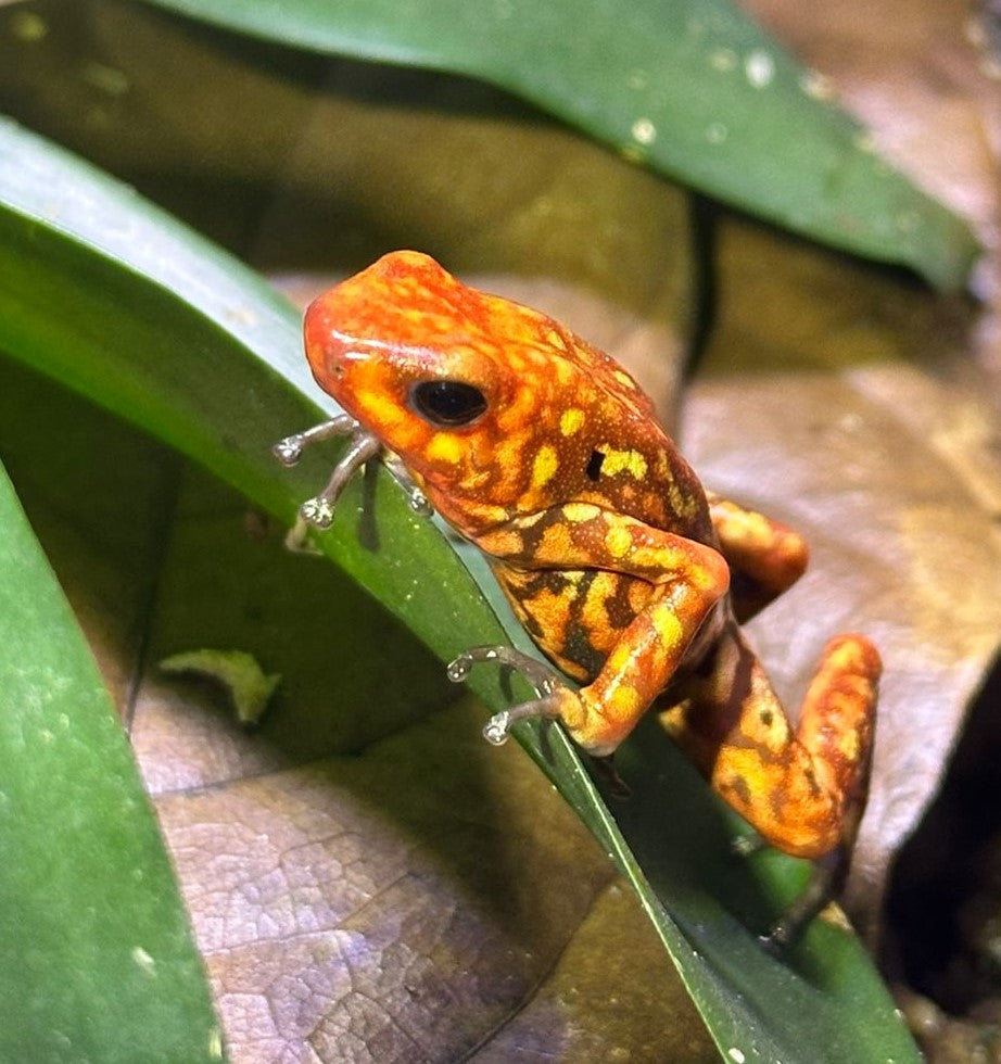 Tesoros Frogs Oophaga histrionica large red head