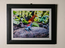 Tesoros Frogs and In Situ Herpetos limited Edition Oophaga Frog Framed Art Prints – Handcrafted in Colombia