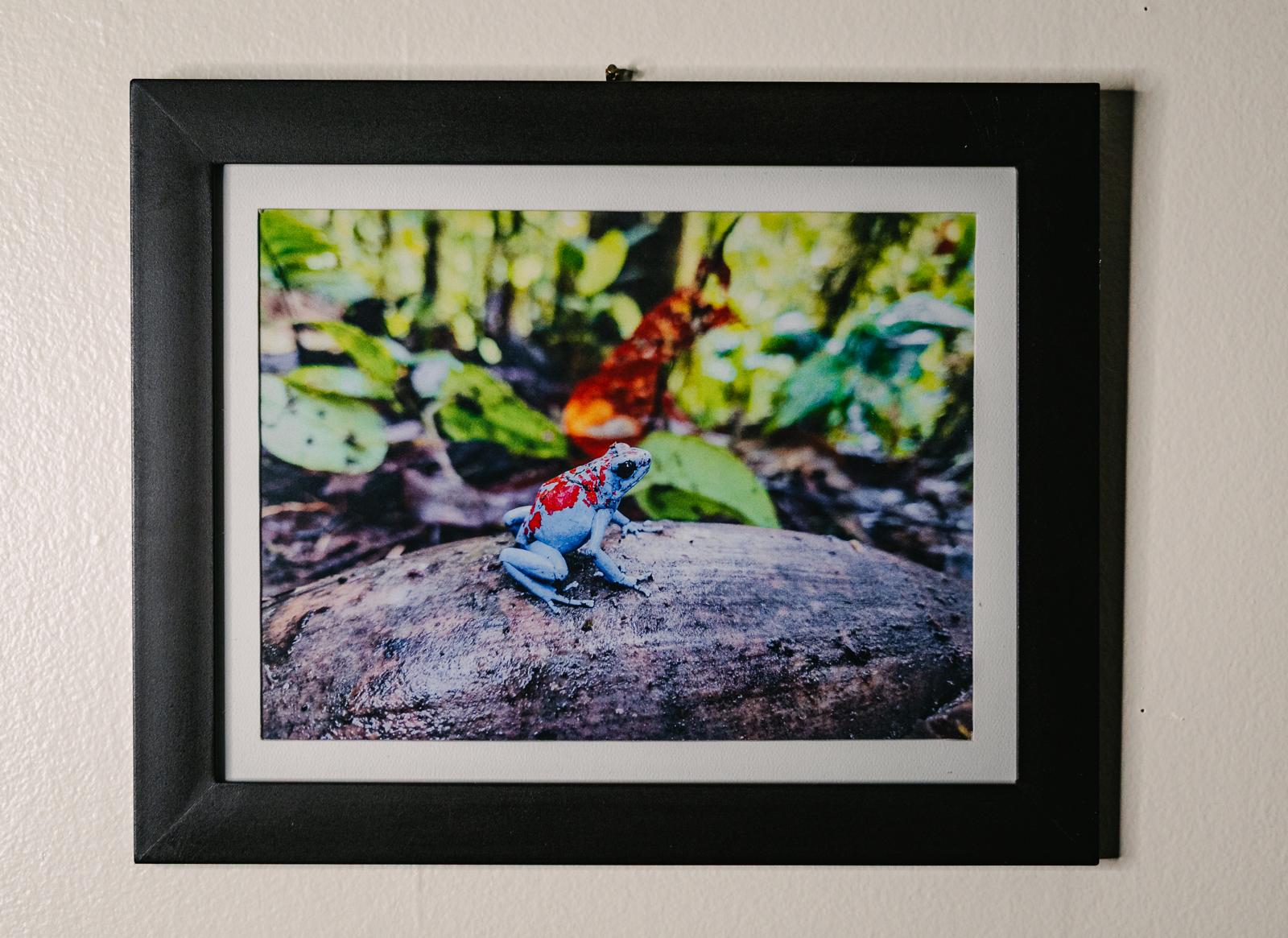Tesoros Frogs and In Situ Herpetos limited Edition Oophaga Frog Framed Art Prints – Handcrafted in Colombia