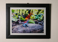 Tesoros Frogs and In Situ Herpetos limited Edition Oophaga Frog Framed Art Prints – Handcrafted in Colombia