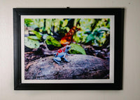 Tesoros Frogs and In Situ Herpetos limited Edition Oophaga Frog Framed Art Prints – Handcrafted in Colombia