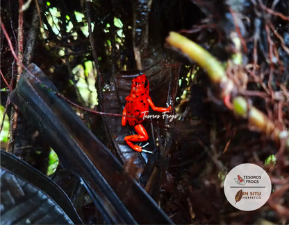 Tesoros Frogs and In Situ Herpetos limited Edition Oophaga Frog Framed Art Prints – Handcrafted in Colombia