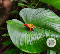 Tesoros Frogs and In Situ Herpetos limited Edition Oophaga Frog Framed Art Prints – Handcrafted in Colombia