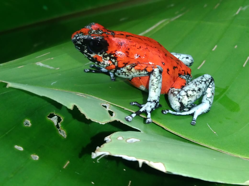 Tesoros Frogs Oophaga sylvatica Koi 1.1.0 (Locale 1)