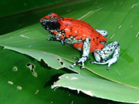 Tesoros Frogs Oophaga sylvatica Koi 1.1.0 (Locale 1)