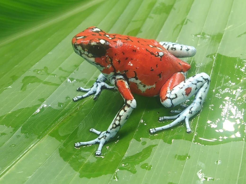 Tesoros Frogs Oophaga sylvatica Koi (Locale 1)