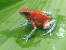 Tesoros Frogs Oophaga sylvatica Koi (Locale 1)
