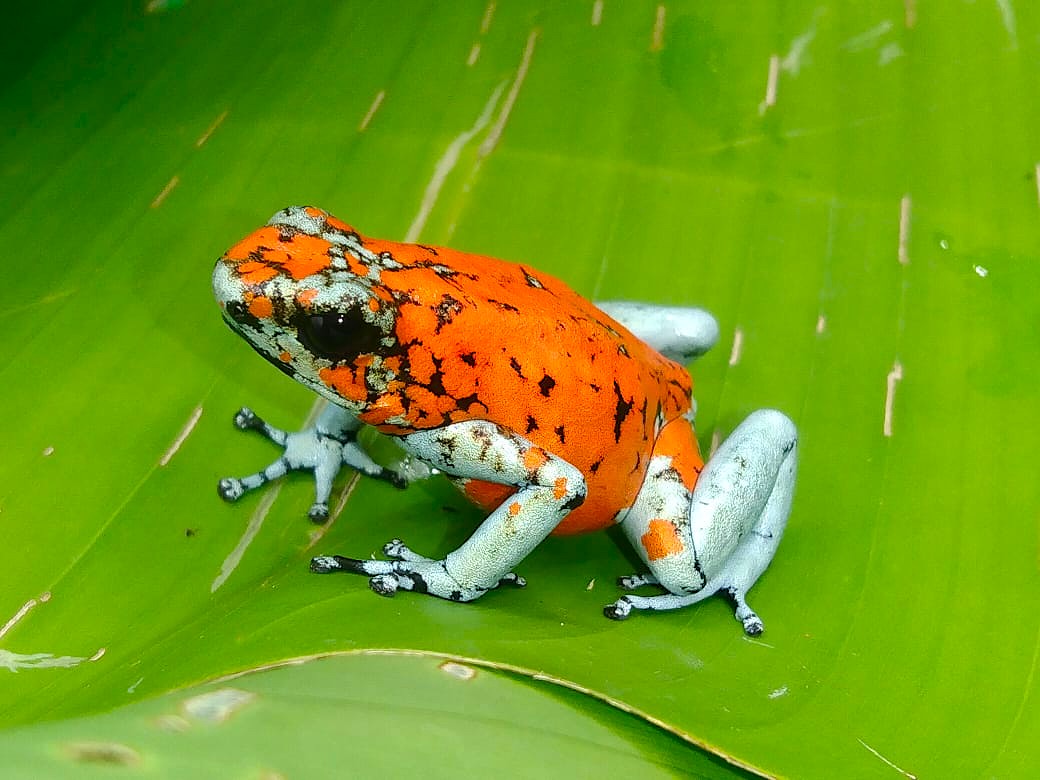 Tesoros Frogs Oophaga sylvatica Koi 1.1.0 (Locale 1)