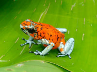 Tesoros Frogs Oophaga sylvatica Koi 1.1.0 (Locale 1)