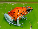 Tesoros Frogs Oophaga sylvatica Koi 1.1.0 (Locale 1)