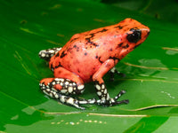 Tesoros Frogs Oophaga sylvatica White foot