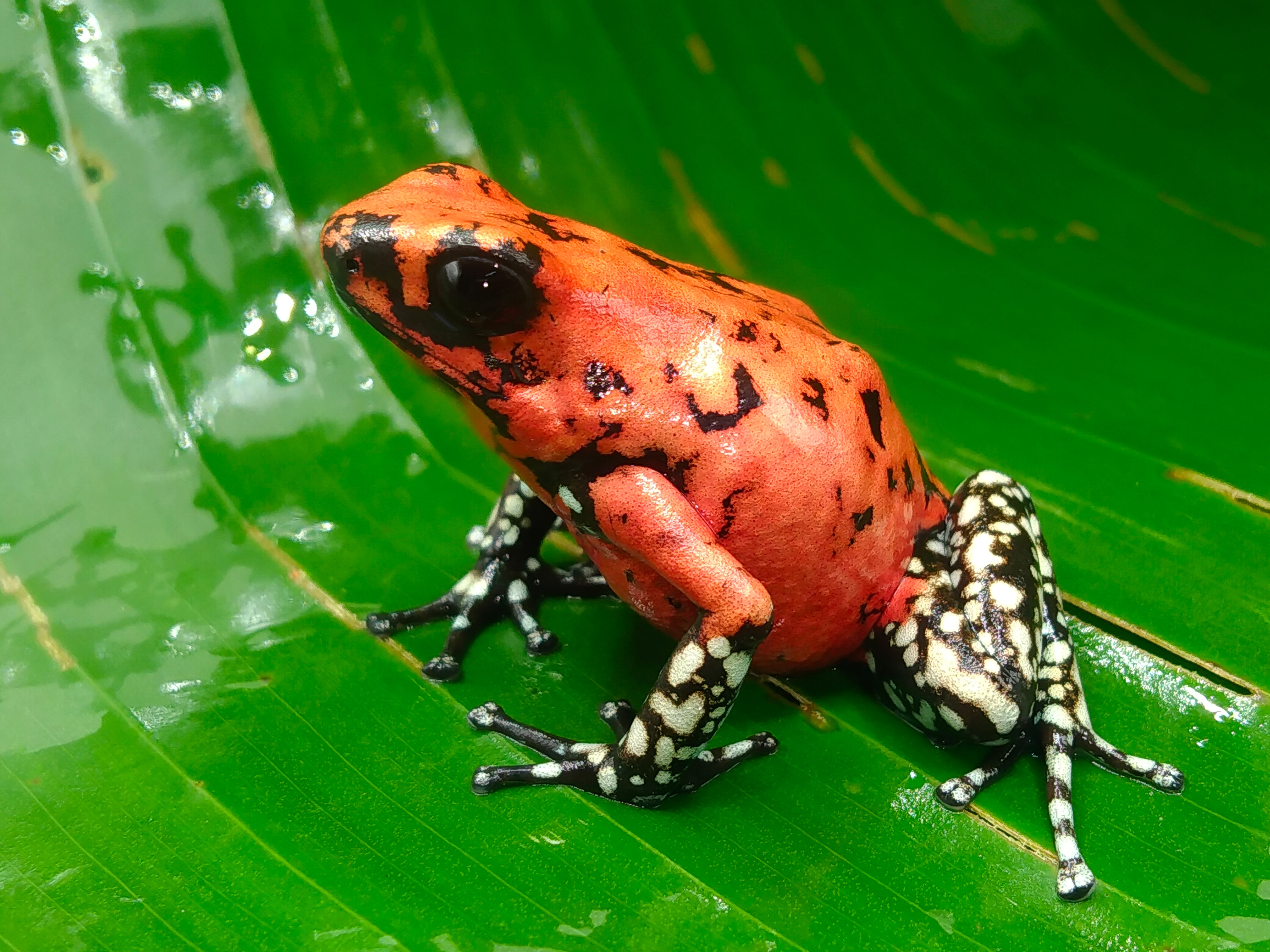 Tesoros Frogs Oophaga sylvatica White foot