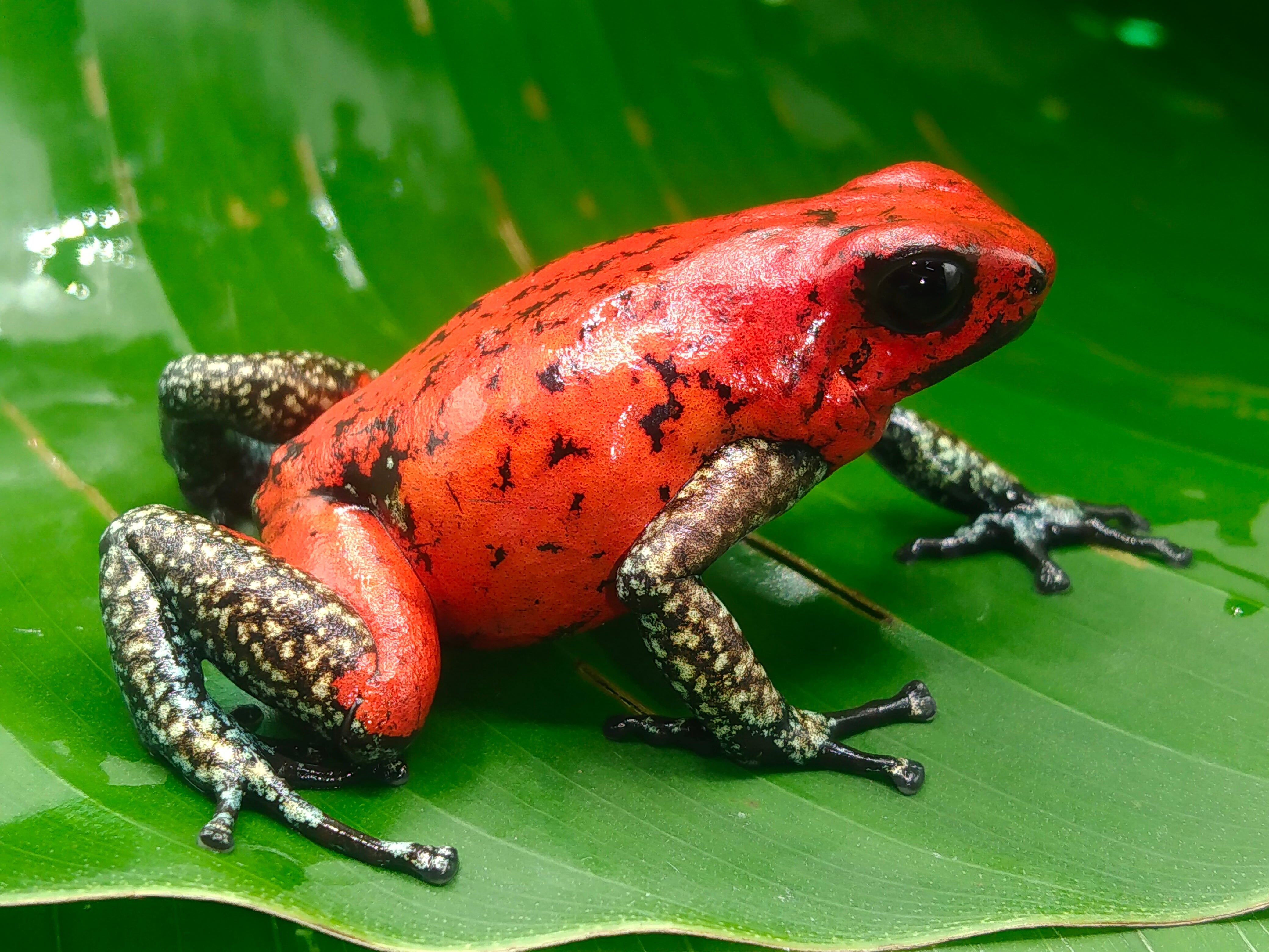 Tesoros Frogs Oophaga sylvatica White foot