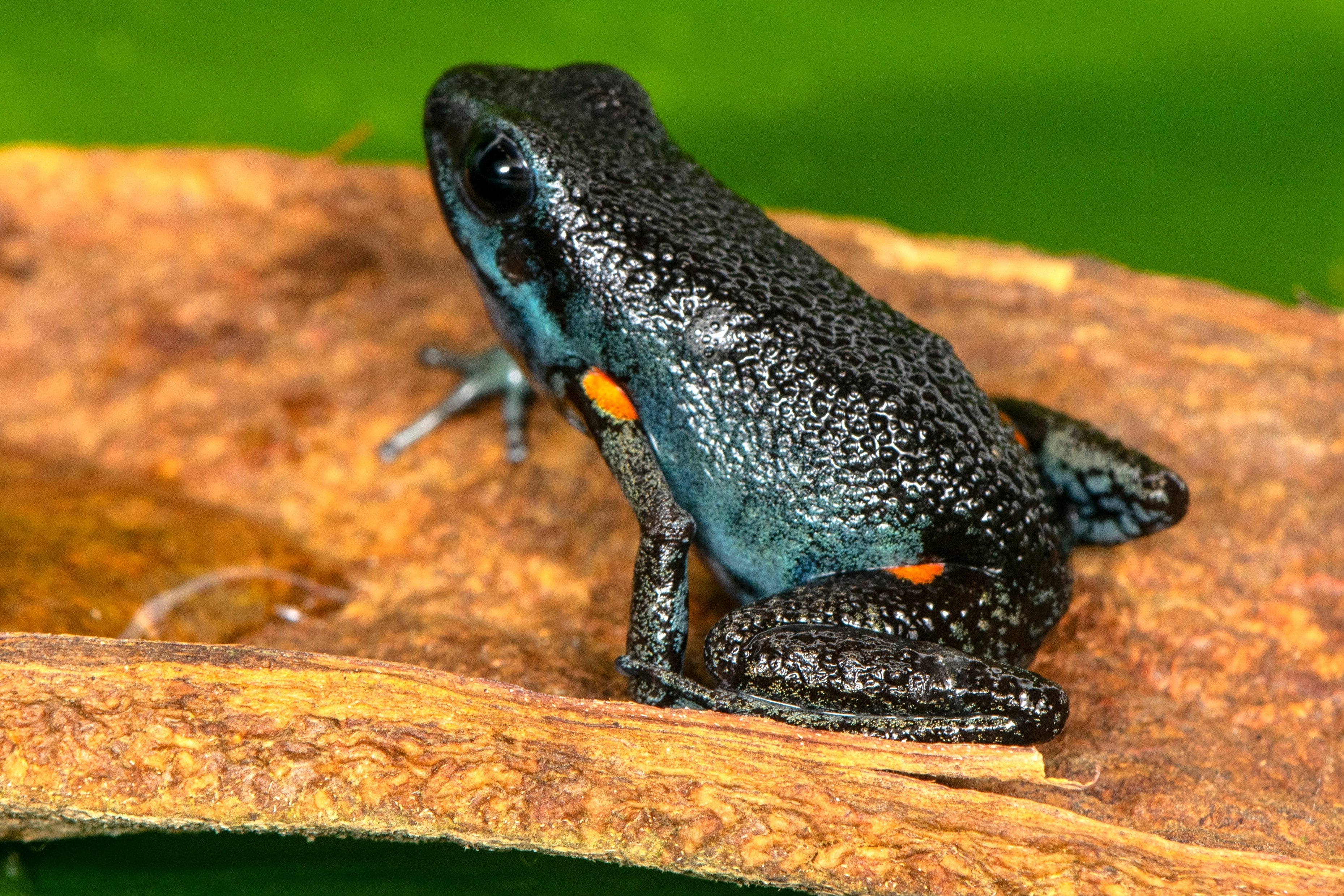 Ingeri Ameerega ingeri - Tesoros Frogs