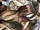 Tesoros Frogs Rubber Tree Leaf Litter for Naturalistic Habitats