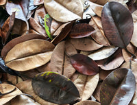 Tesoros Frogs Rubber Tree Leaf Litter for Naturalistic Habitats