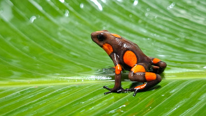 Tesoros Frogs Oophaga histrionica tado red caramel