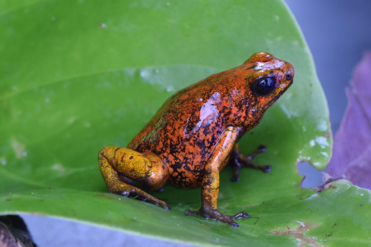 Oophaga sylvatica yellow foot