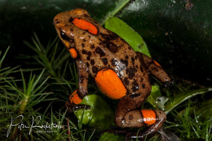 Tesoros Frogs Oophaga histrionica tado red caramel