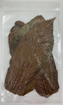 Tesoros Frogs Cacao Leaf Litter for Habitats