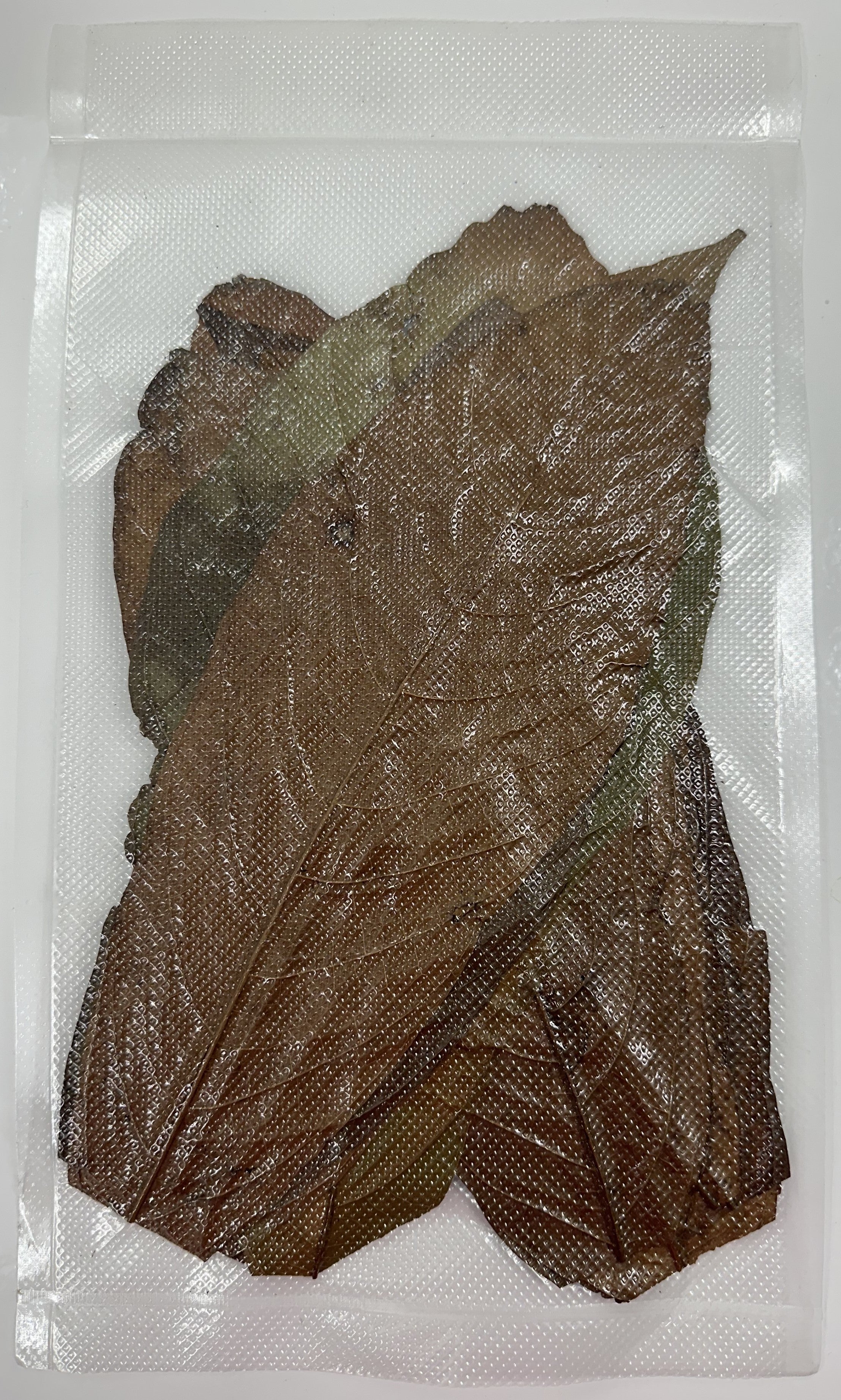 Tesoros Frogs Cacao Leaf Litter for Habitats