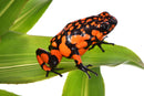 Tesoros Frogs Oophaga histrionica Baudo