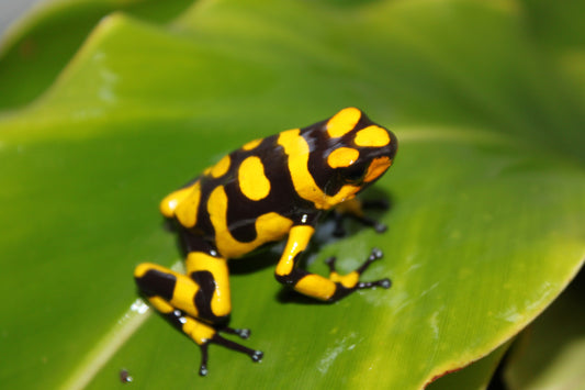 Oophaga histrionica anchicaya