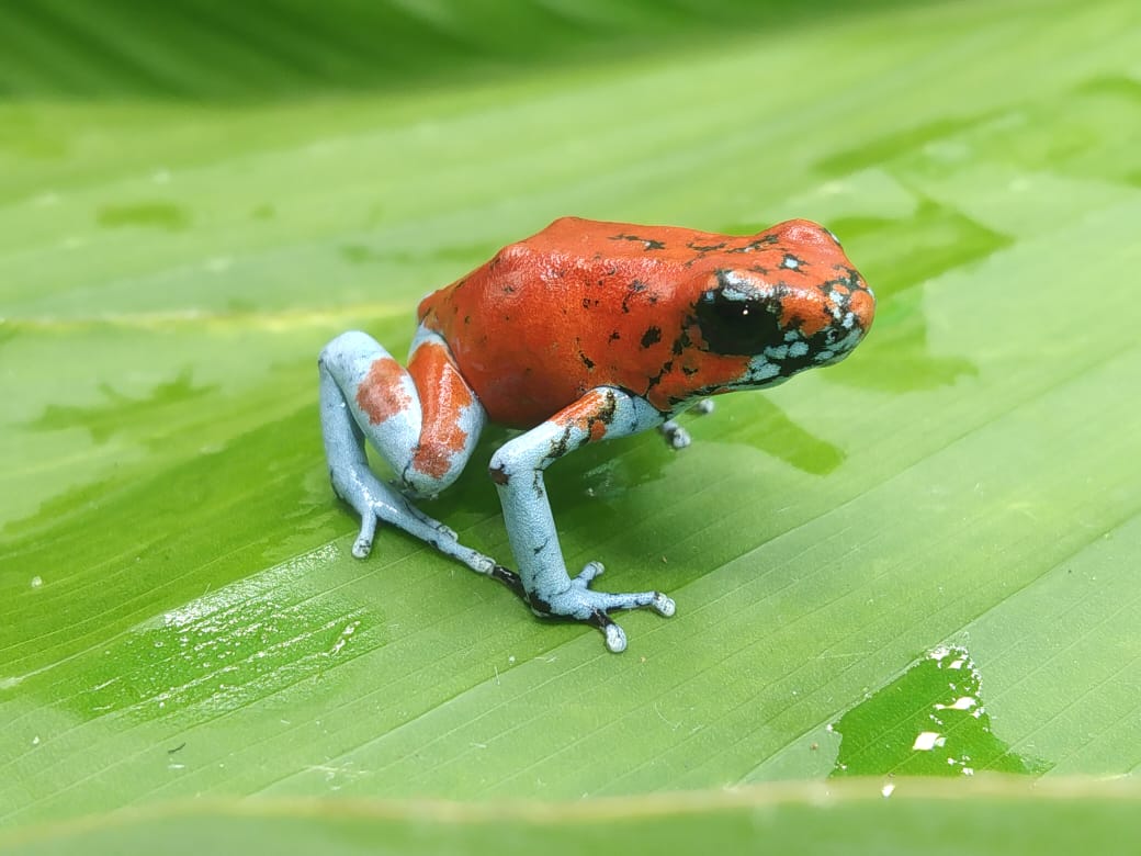 Tesoros Frogs Oophaga sylvatica Koi (Locale 1)