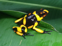 Tesoros Frogs Oophaga lehmanni - Hybrid Zone