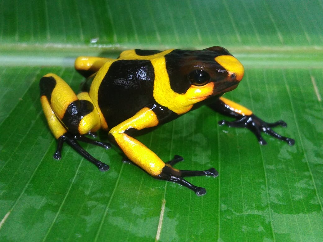 Tesoros Frogs Oophaga lehmanni - Hybrid Zone