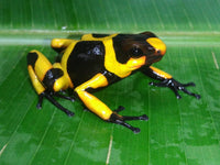 Tesoros Frogs Oophaga lehmanni - Hybrid Zone